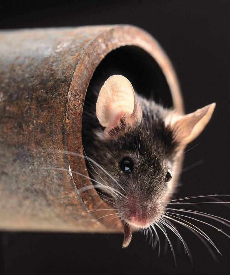 Ученые за 2 недели "поставили на ноги" мышь с параличом задних конечностей