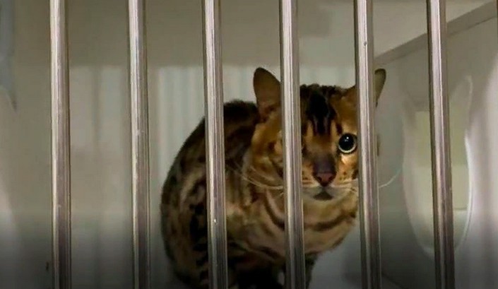 Леопардовые кошки в Китае дороже золота, их могут позволить себе только богатые люди. Что делало животное в студенческой столовой