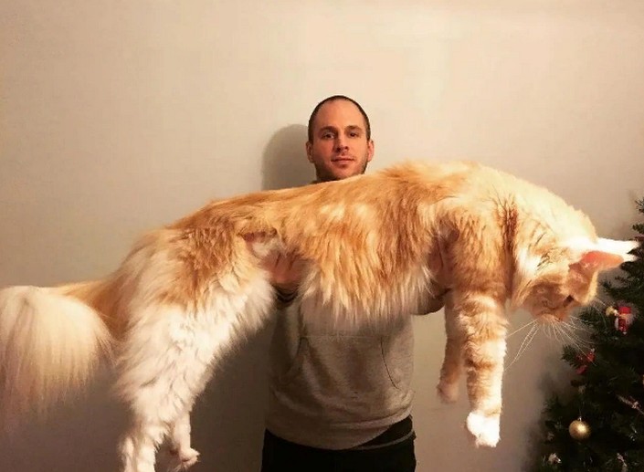 Иногда люди берут котят, не зная их породы: фото самых больших мейн-кунов, включая и рекордсмена из Книги рекордов Гиннесса