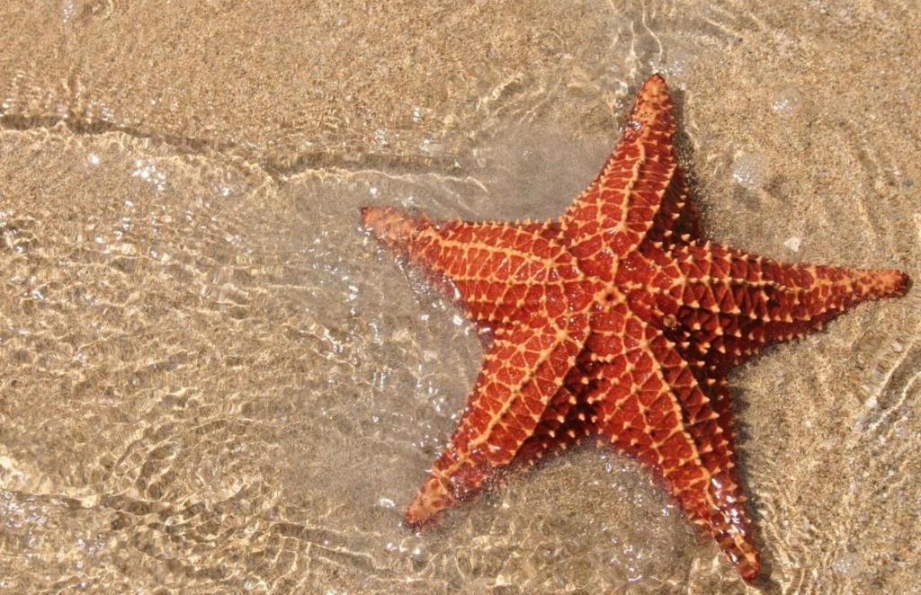 Возраст - 480 миллионов лет: в Марокко нашли древнейшую морскую звезду в мире