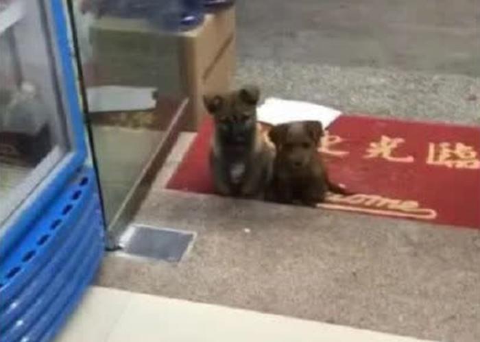 Хозяин магазина накормил бездомную собаку, а на следующий день он не удержался от смеха, увидев сцену у двери