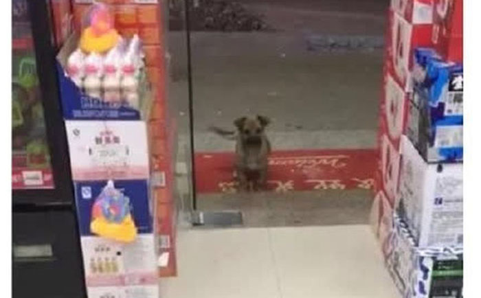 Хозяин магазина накормил бездомную собаку, а на следующий день он не удержался от смеха, увидев сцену у двери