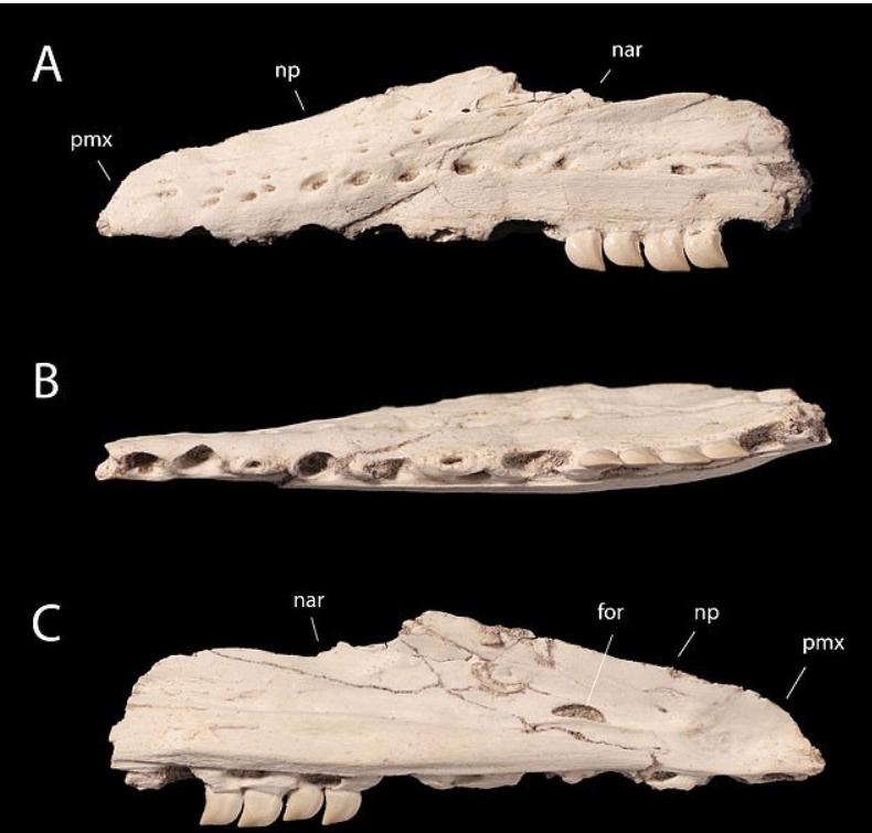 Ученые обнаружили окаменелые останки нового вида мозазавров: морская ящерица обитала в Африке 66 млн лет назад