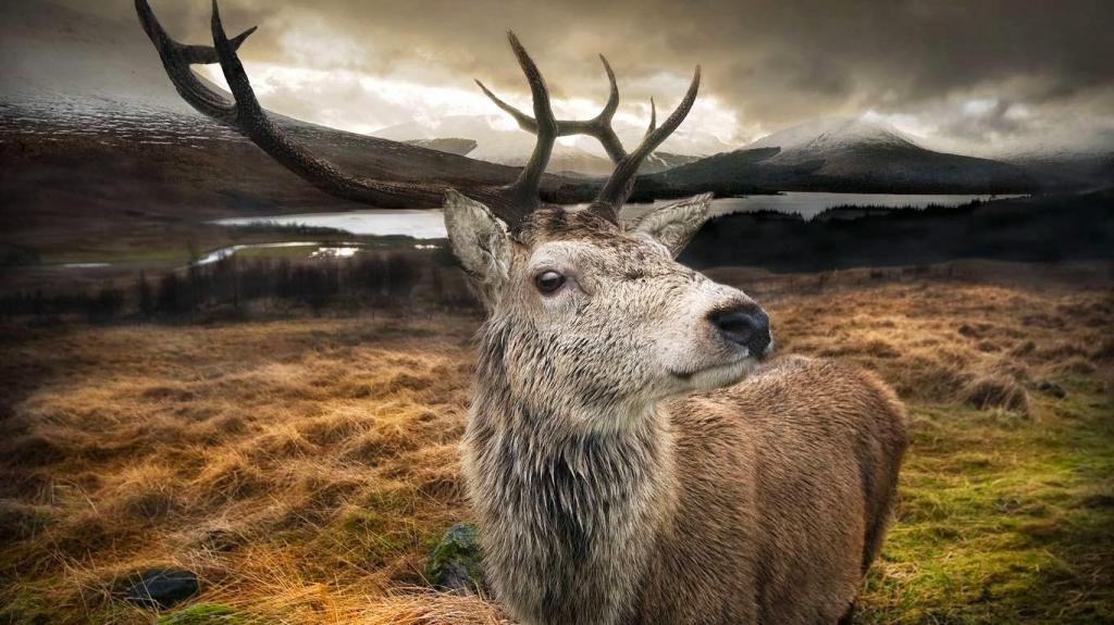Рысь поможет контролировать популяцию оленей в Шотландии: хищника отправят туда впервые за 500 лет