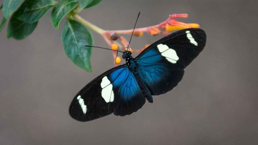 Ревнивые самцы бабочек опрыскивают своих самок отталкивающим запахом, чтобы отпугнуть других самцов