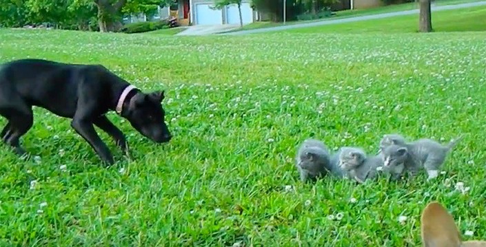 Отважный чихуахуа не дает приблизиться большой собаке к котятам: забавное видео