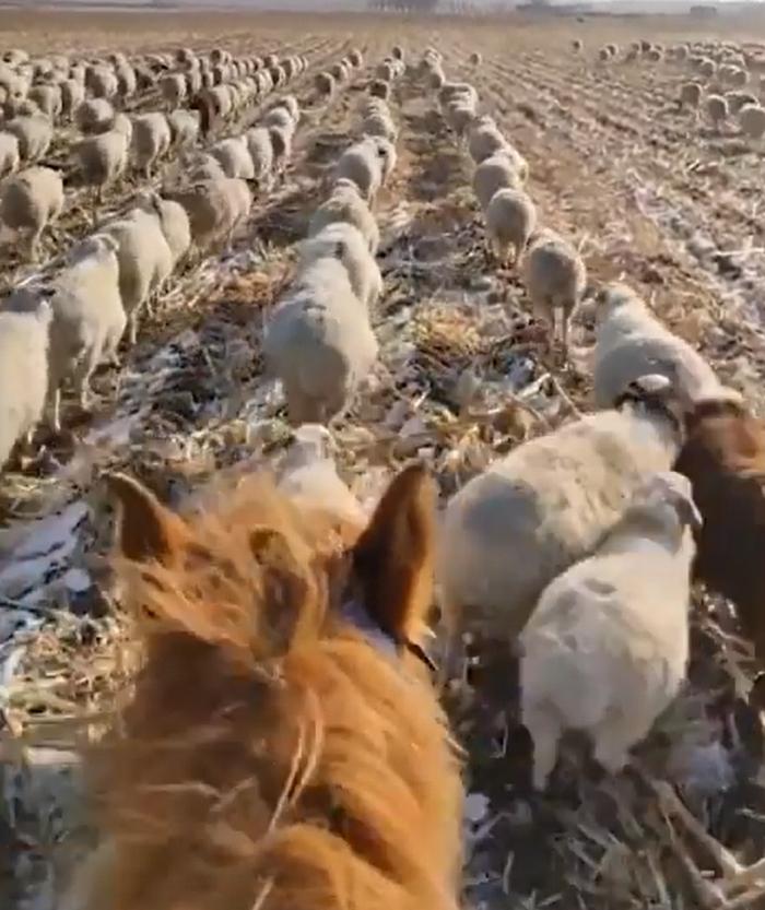 "Левой, левой! Раз, два, три!" Видео с марширующими овцами набрало 6,5 млн просмотров