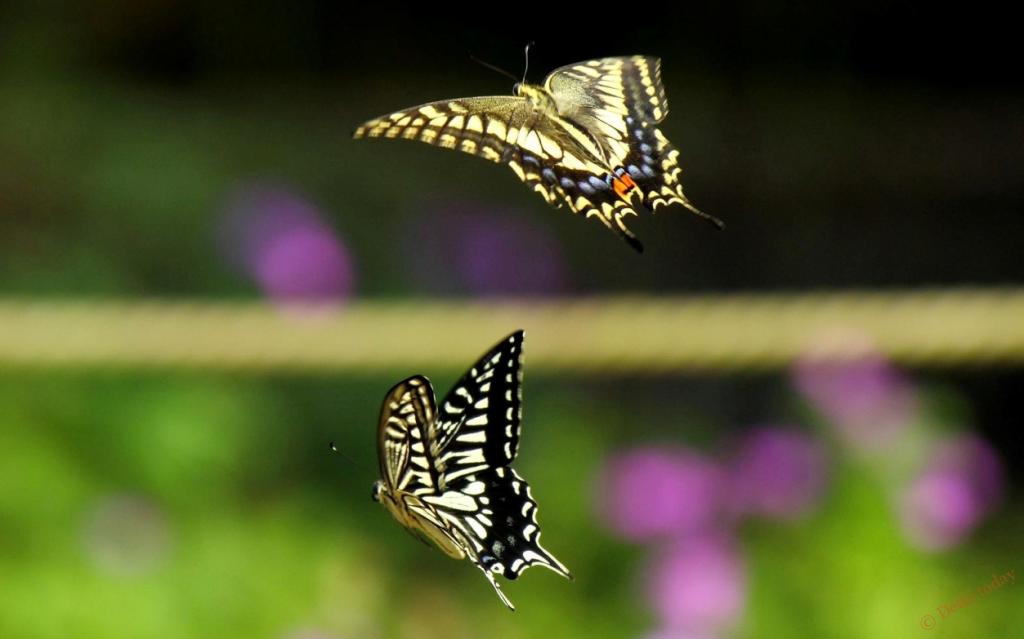 Бабочки не просто хлопают крыльями: так образуется "карман", создающий реактивное движение, показывают исследования