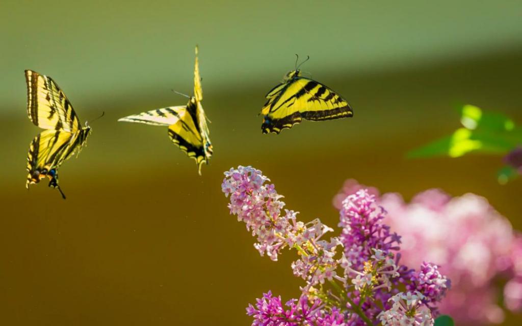 Бабочки не просто хлопают крыльями: так образуется "карман", создающий реактивное движение, показывают исследования