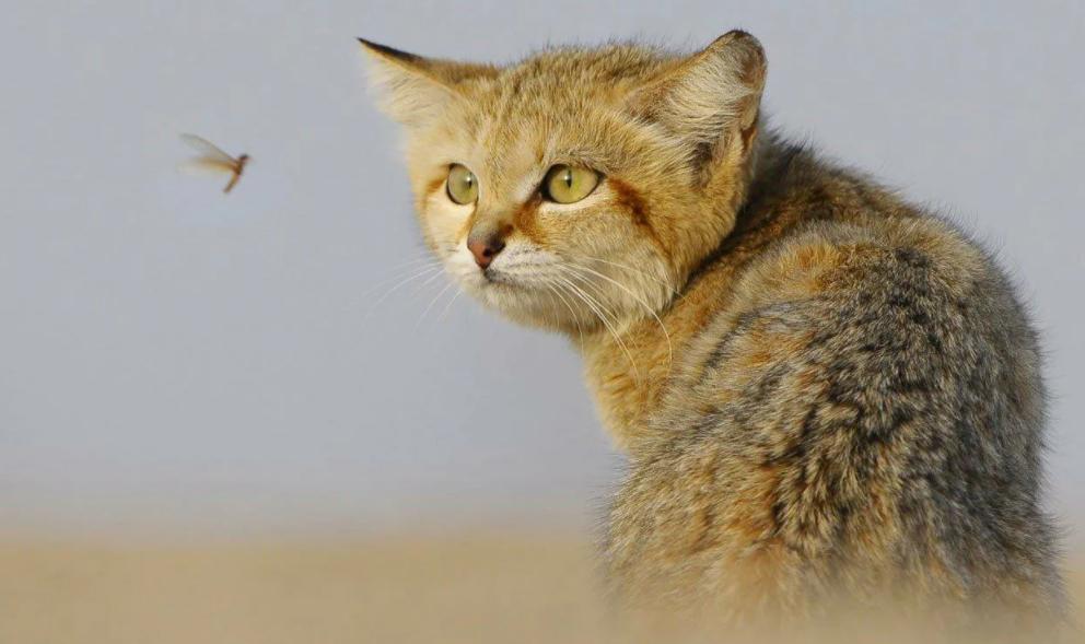 Кошачья мята не только вызывает чувство эйфории у кошек: она помогает питомцам отпугивать комаров, выяснили ученые