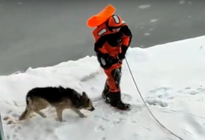 Заряженные добротой: в Кронштадте волонтеры спасли собаку из ледяной ловушки (видео)