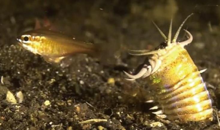 Доисторический червь с мощными челюстями жил на морском дне 20 млн лет назад: палеонтологи нашли его следы у берегов Тайваня