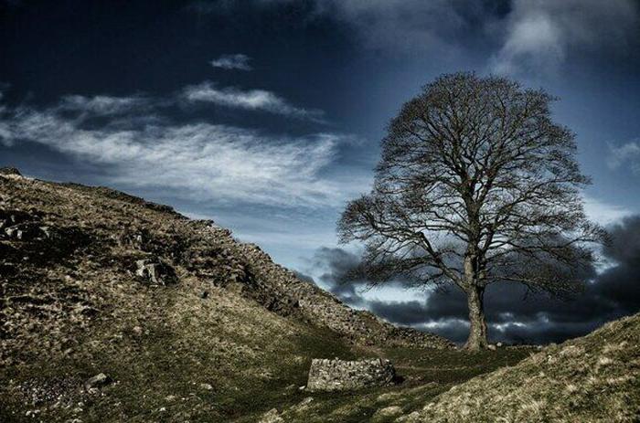 «Дерево Робин Гуда» в Англии: визит Кевина Костнера и Моргана Фримена увековечил это место