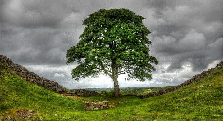 «Дерево Робин Гуда» в Англии: визит Кевина Костнера и Моргана Фримена увековечил это место