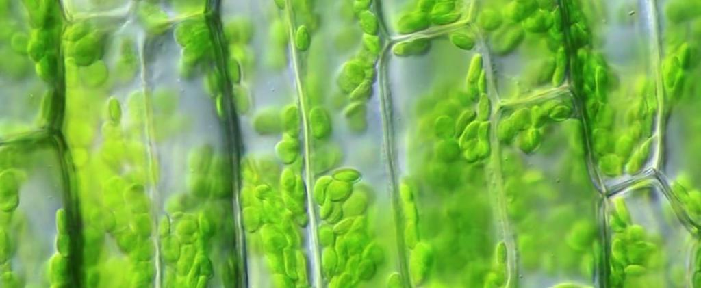 Органеллы привитых растений могут проползать в соседние клетки другого растения: новое исследование