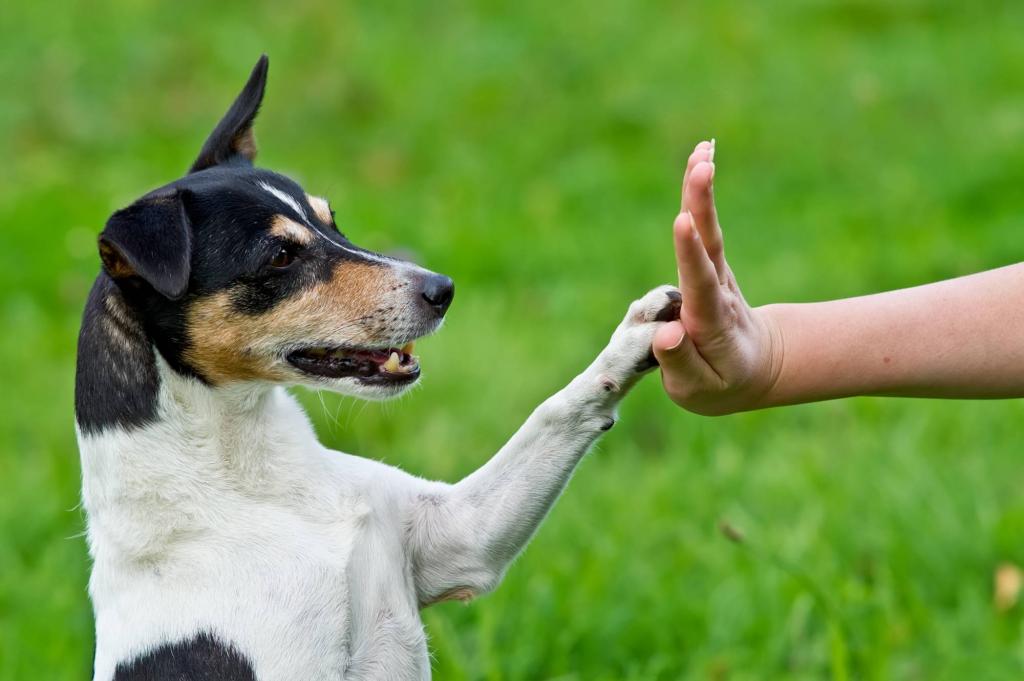 Способность собаки осваивать новые трюки зависит от личности хозяина, а не только от самого питомца: новое исследование