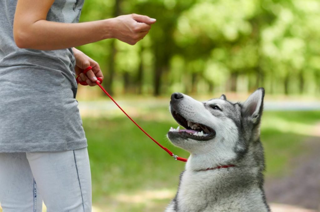 Искусственный интеллект научили дрессировать собак без участия человека