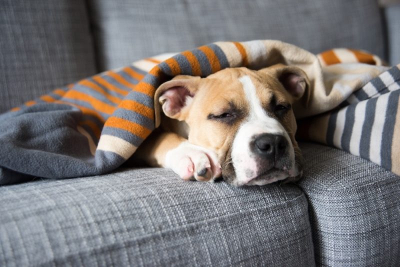 Факты о собаках, которые ученые узнали только за последние несколько лет: они могут мечтать и способны впасть в депрессию