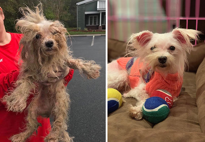 "Кажется, мне вернули не мою собаку": 10 забавных фото до и после груминга