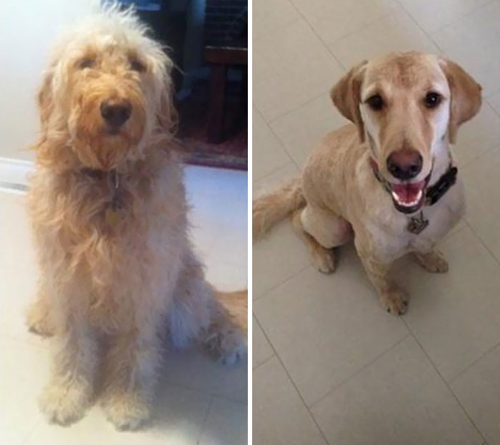 "Кажется, мне вернули не мою собаку": 10 забавных фото до и после груминга