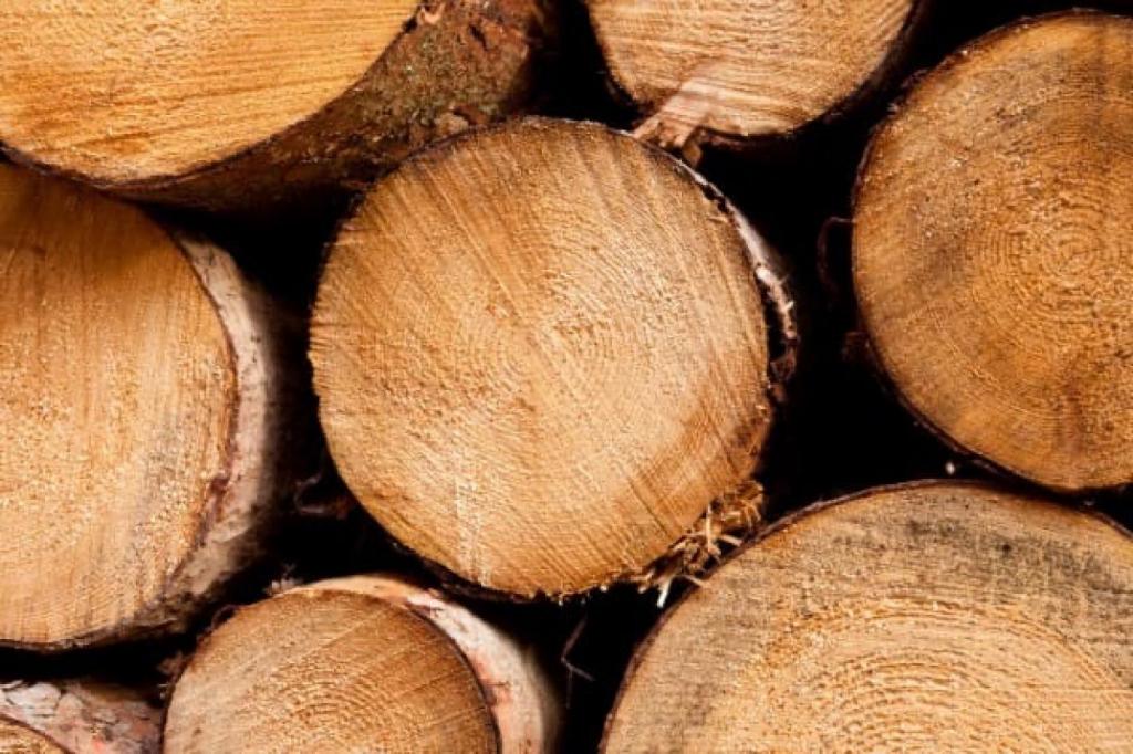 Исследователи из Массачусетского технологического института научились выращивать древесину в лабораторных условиях