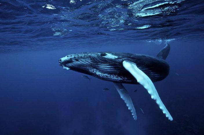 Из глубин океана они снижают температуру планеты, и мы совсем недавно начали это ценить: как киты помогают охлаждать Землю