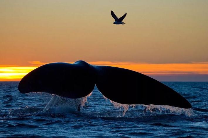 Из глубин океана они снижают температуру планеты, и мы совсем недавно начали это ценить: как киты помогают охлаждать Землю