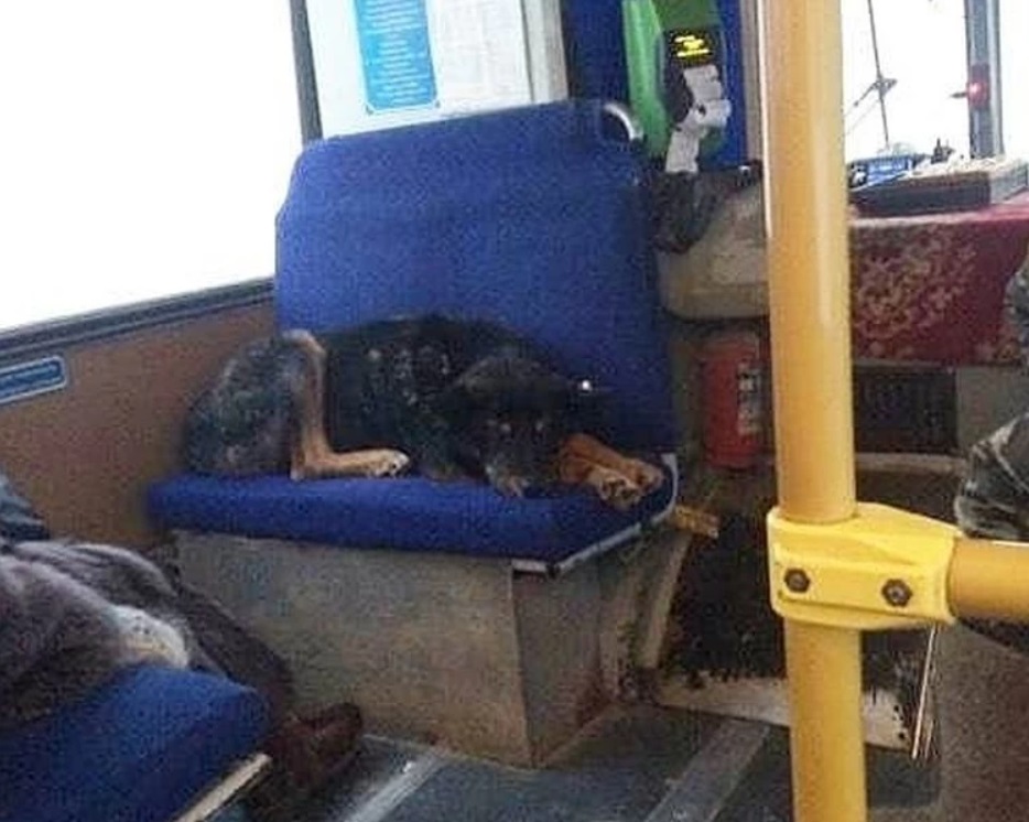 В 53-градусный мороз в одном из автобусов в Якутии люди заметили двух необычных пассажиров: фото