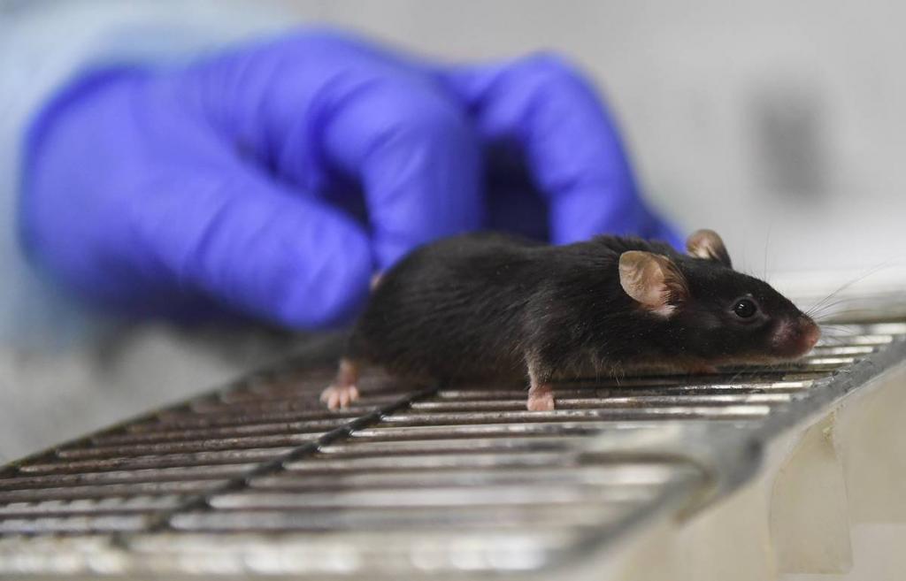 Между любовью и ненавистью в мозге мыши ученые обнаружили тонкую грань