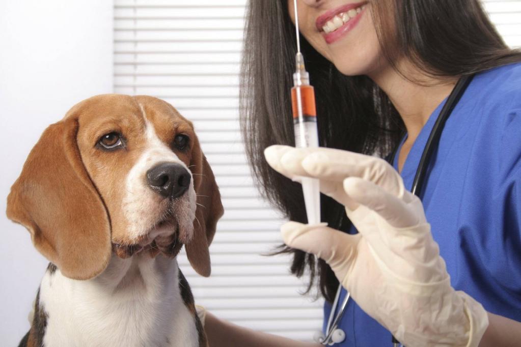 Кошек и собак придется вакцинировать против COVID-19: группа ученых рассказала о рисках заражения коронавирусом от домашних животных