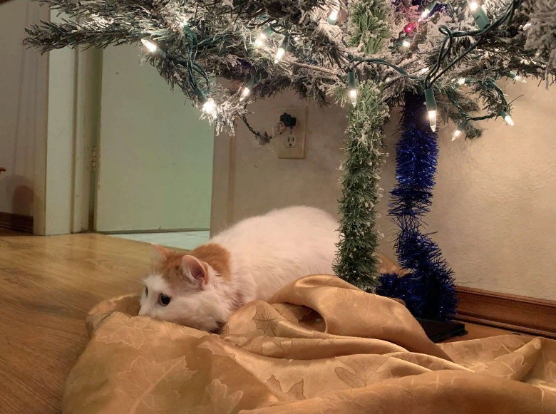Кошку, которая очень скучает по рождественской елке, удалось утешить космической капсулой: фото