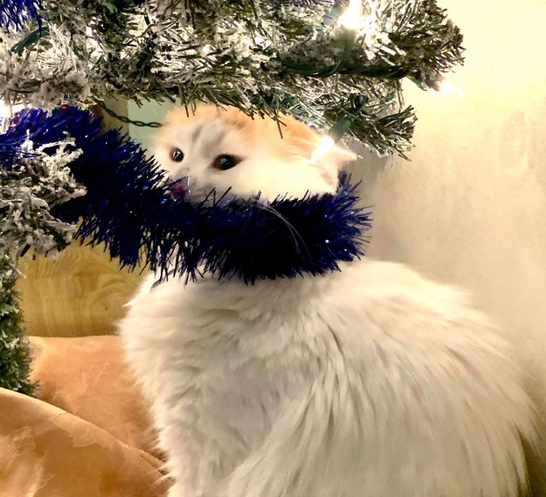Кошку, которая очень скучает по рождественской елке, удалось утешить космической капсулой: фото