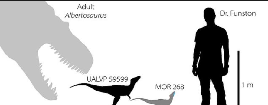Детеныши тираннозавров были размером с собаку породы бордер-колли, когда делали первые шаги. Это подтверждает найденная в Канаде кость динозавра, жившего 70 млн лет назад
