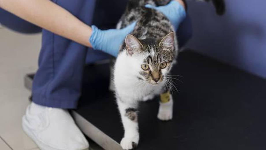 Вакцина для профилактики аллергии на кошек может скоро появиться в России