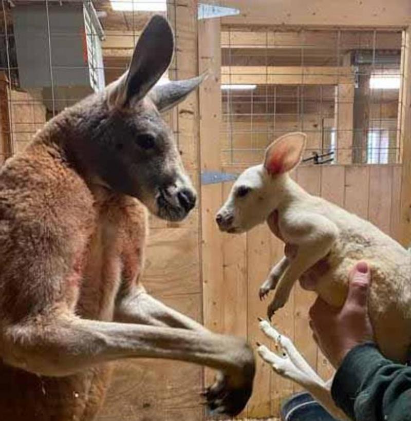 В зоопарке Нью-Йорка родился кенгуренок с чрезвычайно редким окрасом (фото)