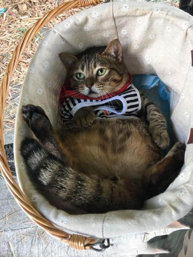 Хозяин решил, что коту стоит похудеть. Результаты тренировки оказались не такими, как он ожидал: забавные фото
