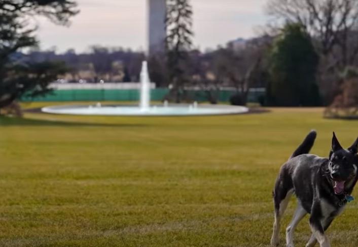 Две собаки Байдена уже поселились в Белом доме, возобновляя традицию