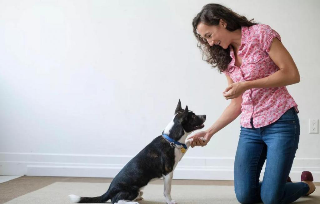 Некоторые собаки могут выучить новые слова, услышав их всего четыре раза, чего достаточно двухлетнему ребенку
