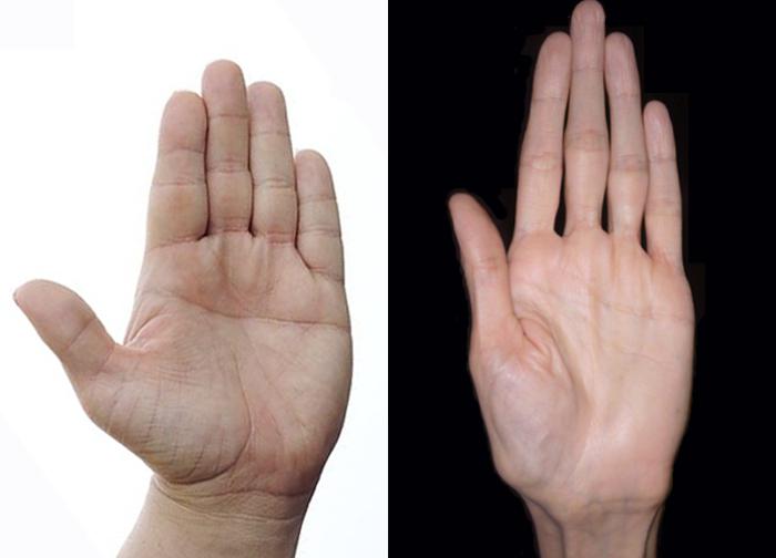 Длина пальцев может показать, какую еду предпочитает человек: люди с "мужскими" руками чаще выбирают фастуд