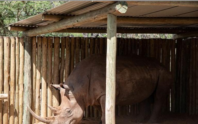 Ученые могут начать выращивать эмбрионы находящегося под угрозой исчезновения белого носорога в лаборатории