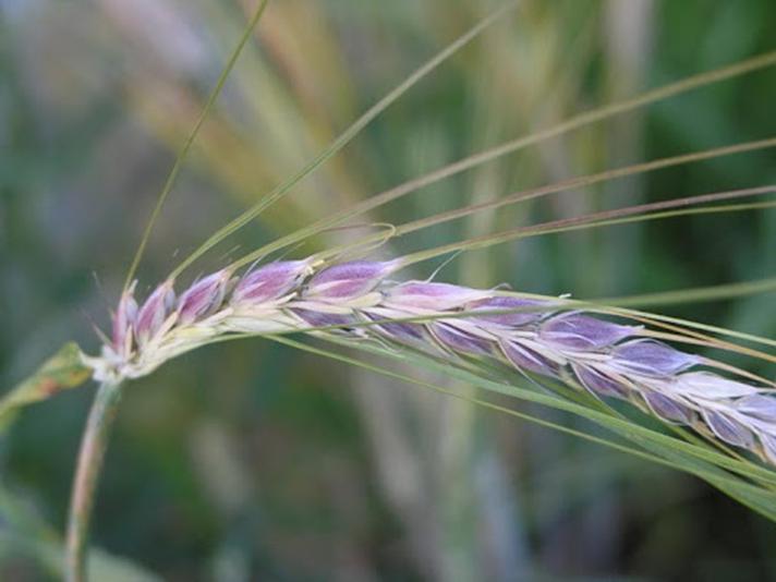 Фиолетовая пшеница на страже неврологических заболеваний: сибирские ученые вывели уникальное растение