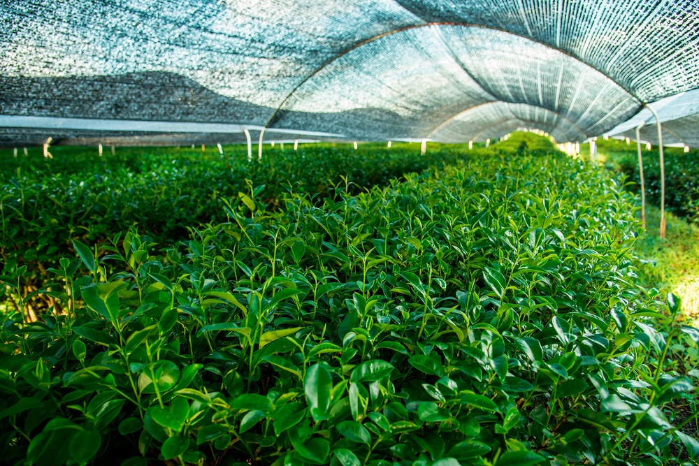 Круглогодичный урожай: российские ученые начали разрабатывать холодоустойчивые сорта чая