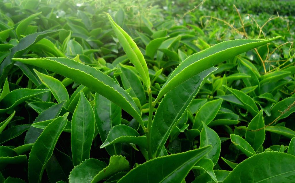 Круглогодичный урожай: российские ученые начали разрабатывать холодоустойчивые сорта чая
