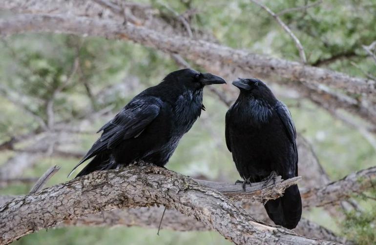 "Тут до нас дошло, что вороны оставляют нам подарки в знак благодарности": мужчина никогда не думал, что подружится с птицами