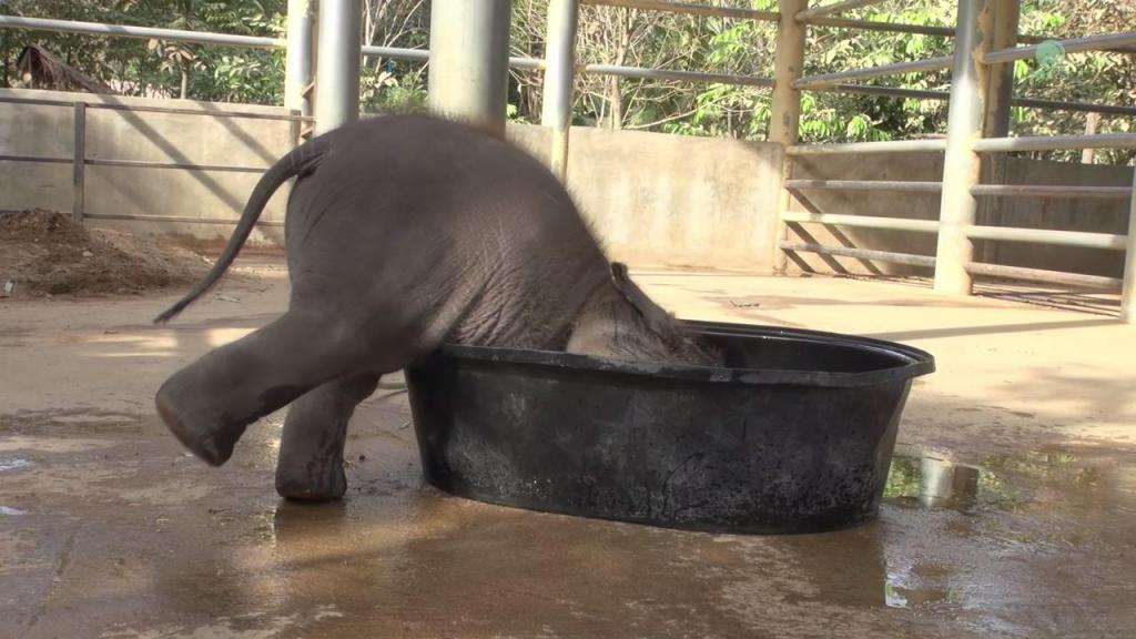 Настойчивый малыш: размеров корыта не хватало, но слоненок решил принять ванну, несмотря ни на что (фото и видео)