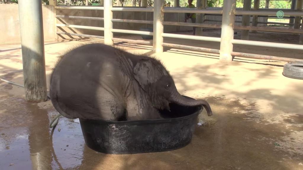 Настойчивый малыш: размеров корыта не хватало, но слоненок решил принять ванну, несмотря ни на что (фото и видео)