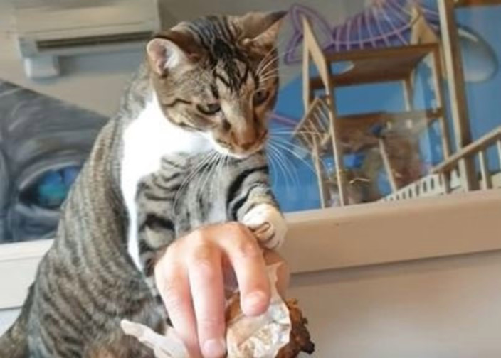 "Черничный кекс есть? А если найду?": кошка так любит маффины, что отбирает их у посетителей кафе (забавное видео)