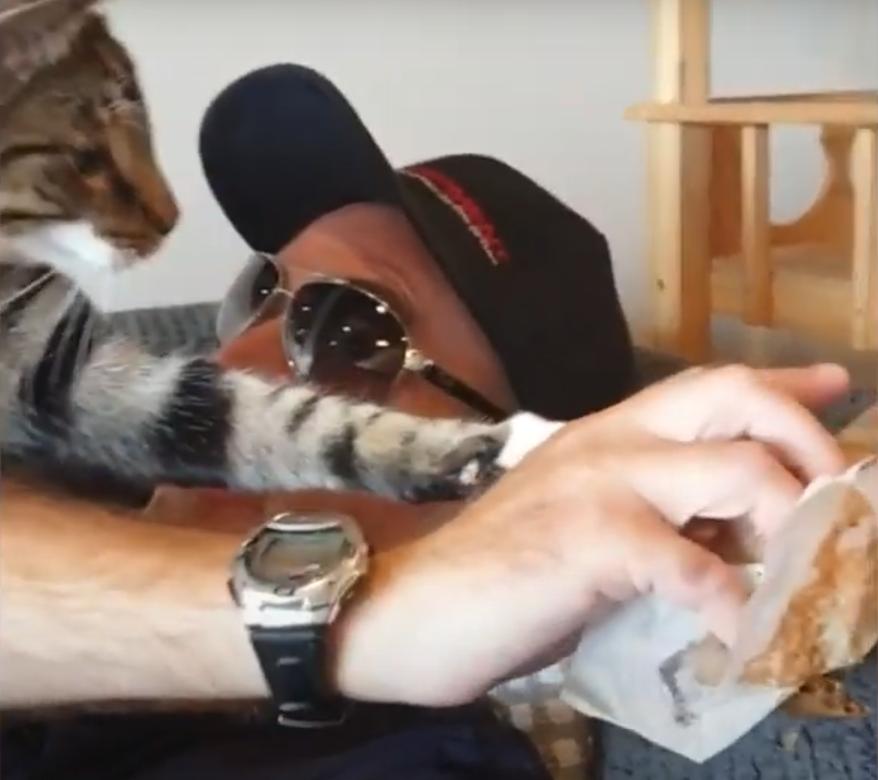 "Черничный кекс есть? А если найду?": кошка так любит маффины, что отбирает их у посетителей кафе (забавное видео)