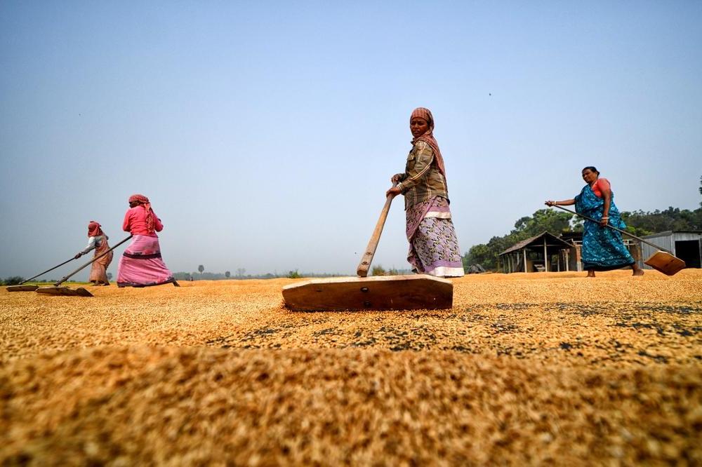 Как выглядит сушка риса на индийском солнце: работа, требующая больших сил (фото)