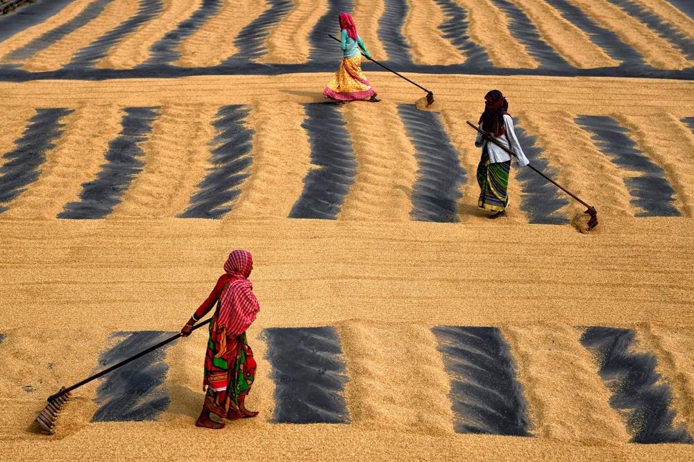 Как выглядит сушка риса на индийском солнце: работа, требующая больших сил (фото)